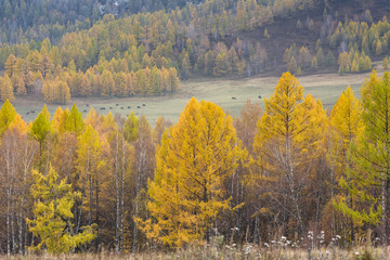 Autumn landscape of Altai.