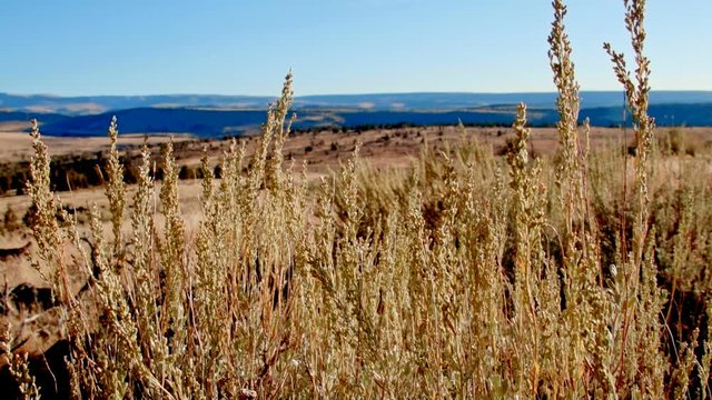 Macro plants and view Kiger Lookout Diamond Steens Mountain Near malheur Wildlife Refuge 3