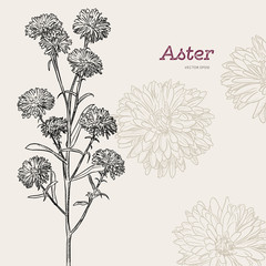aster flower , sketch vector.