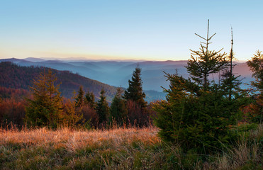 Young spruce, pines, orange deciduous trees against smoky mountain range covered in purple grey mist under warm light cloudless sky on a warm fall evening in October. Carpathians, Ukraine