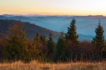 Sunlit spruce, pine trees against smoky mountain range covered in purple, blue grey mist under warm orange cloudless sky on a warm fall evening in October. Carpathians, Ukraine