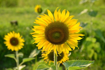 Sunflower in the field with morning sunlight,natural concept.