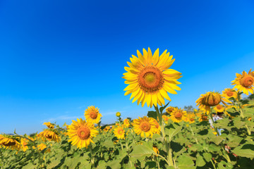 Sunflower under the blue sky.
