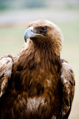 Golden Eagle bird of prey