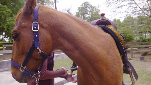 Person tie up saddle on western horse 4K