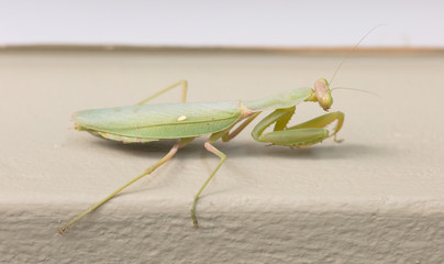 Green praying mantis on a wall (Mantis religiosa)