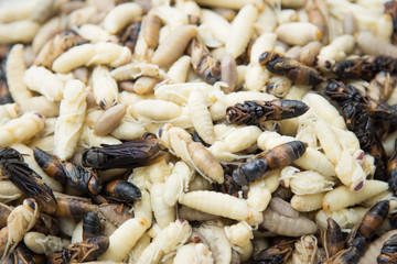 ํYoung wasp on nest from human hunting for eating in tropical forest 