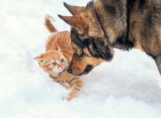 Dog and red cat playing together outdoor in the snow in winter