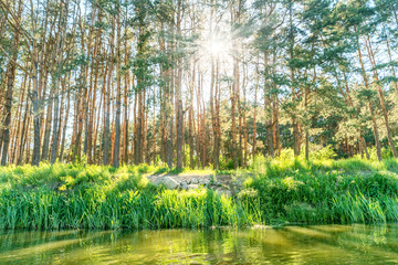 Green forest with sun shining through leaves near river