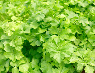 Celery. Hydroponics method of growing plants using mineral nutrient solutions, in water, without soil.  planting hand Hydroponics plant farm