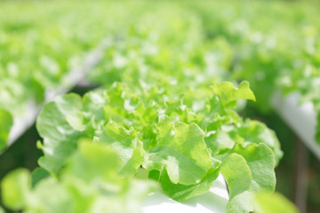 Hydroponics method of growing plants using mineral nutrient solutions, in water, without soil.  planting hand Hydroponics plant farm