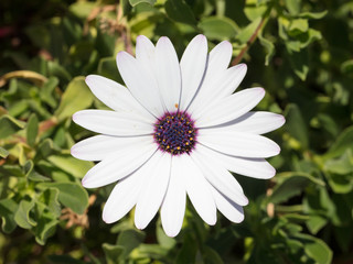 Fototapeta premium Flower in the summer