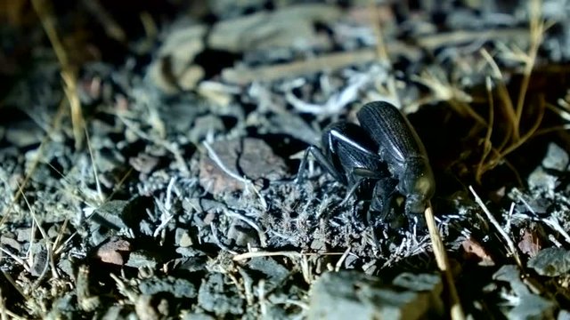 Mating macro Large Desert Beetles at Night Oregon 230