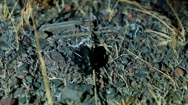 mating Large Desert Beetles at Night Oregon 229