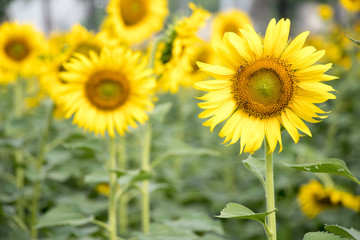 Beautiful yellow sunflower in the farm background