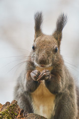 神楽岡公園のエゾリス