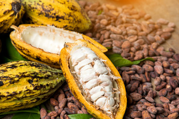 Cocoa beans and cocoa pod on a wooden surface.