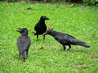 Closeup Three Crows Stand on The Lawn