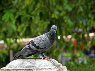 Pigeon Stand on Statue on Blurred Nature Background