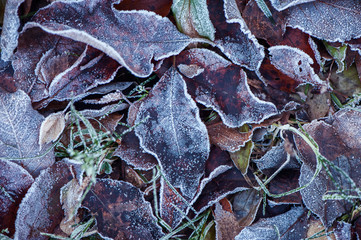 Texture, autumn leaves in  frost