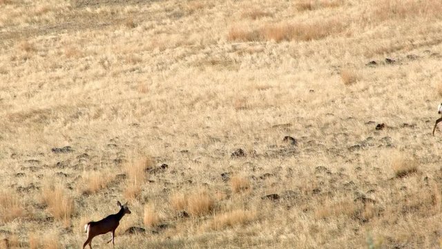 Migrating mule deer family does and fawns Western Ranch Oregon 29