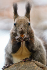 神楽岡公園のエゾリス