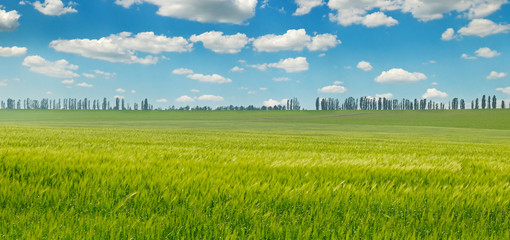 green field and blue sky with light clouds