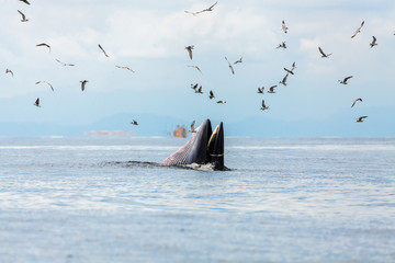Bryde's whale