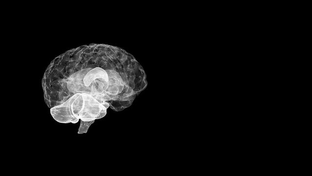 Spinning brain with plexus