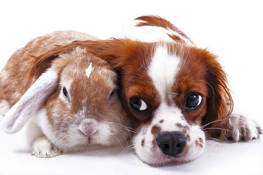 Dog and rabbit together. Animal friends. Sibling rivalry rabbit bunny pet white fox rex satin real live lop widder nhd german dwarf dutch with cavalier king charles spaniel dog. Christmas animals