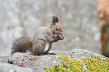 神楽岡公園のエゾリス