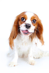 Cute funny dog photo. Cavalier king charles spaniel puppy dog on isolated white studio background....