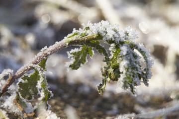 morning frost on plants