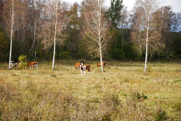 Grazing cattle in a meadow