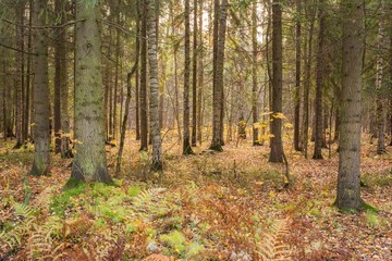 Bright autumn landscape 