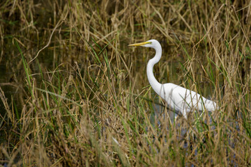 Image of Great Egret(Ardea alba) on the natural background. Heron, White Birds, Animal.