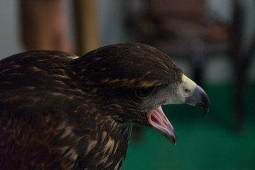 Águila