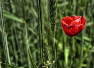 Fototapeta premium Coquelicot à Hauteville-Lompnes, Ain, France