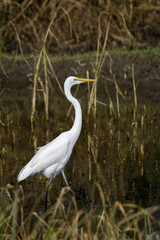 Image of Great Egret(Ardea alba) on the natural background. Heron, White Birds, Animal.