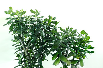Money plants. Lavish branches of crassula plant on white background.