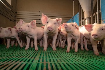 Moderne Schweinehaltung - Ferkelgruppe auf Kunststoffboden