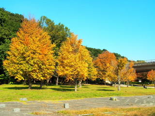 Naklejka premium 秋の21世紀の森と広場風景