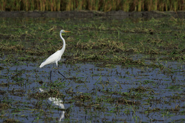 Image of Great Egret(Ardea alba) on the natural background. Heron, White Birds, Animal.