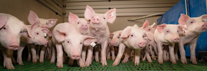 Lustige Ferkelgruppe im modernen Schweinestall,Banner © Countrypixel