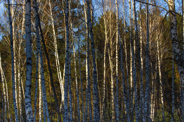 Thundercloud over birch forest