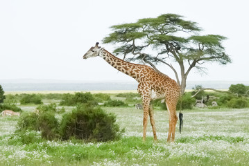 Giraffe in Africa