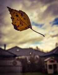 Fototapeta jesienny wiatr obraz