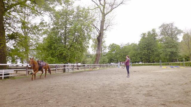 Training western horse on lunge line in manege 4K