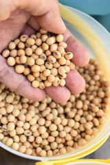 soybean on hand for background