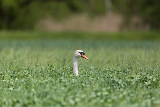 neck and head of mute swan hidden in green meadow